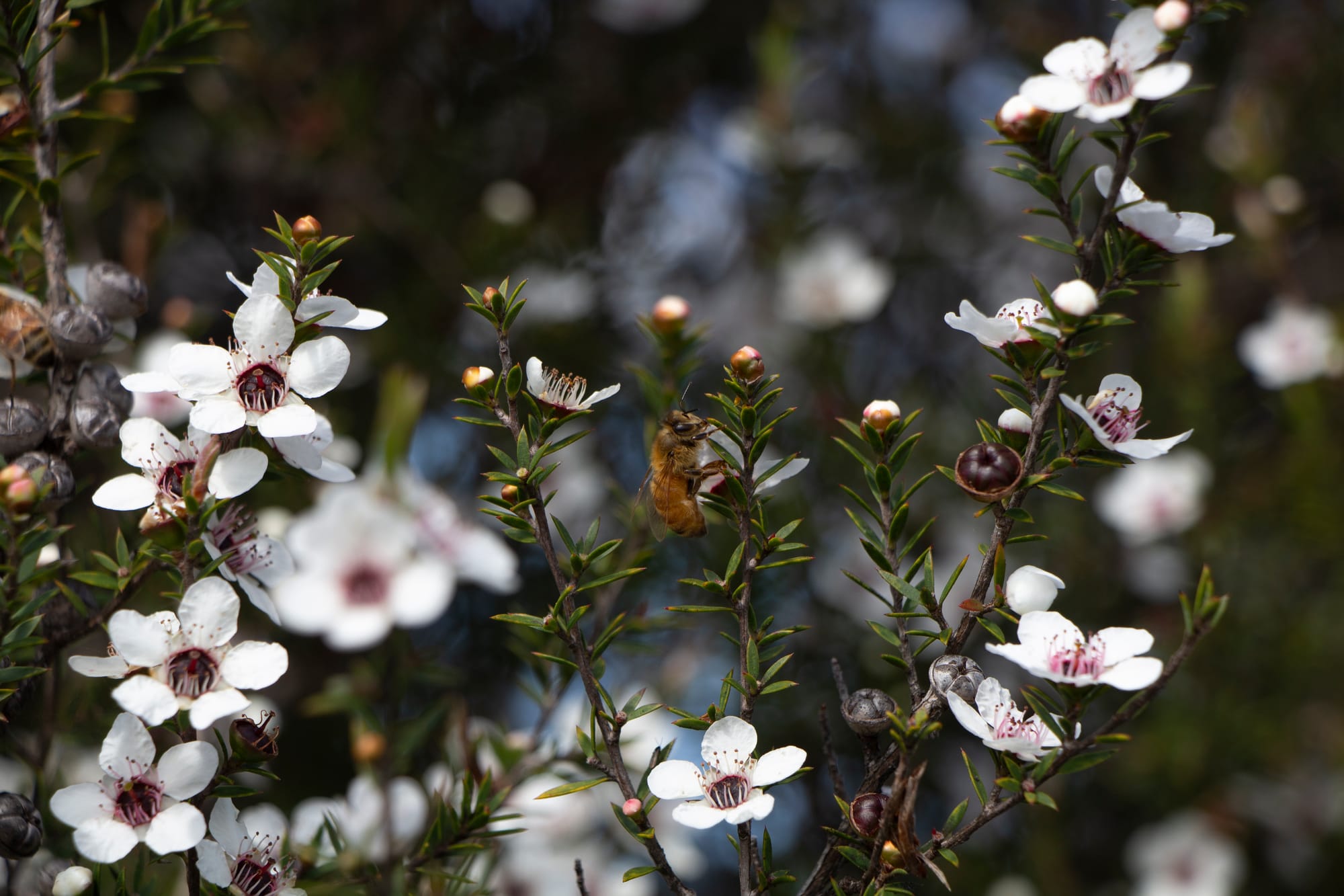 Honey bee foraging on white mānuka blossom in native New Zealand bush, Bay of Islands, Northland