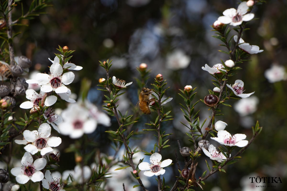 Honey bee mid-flight among white mānuka blossoms with dark red centres on a Tōtika Health hive site, Bay of Islands, Northland New Zealand