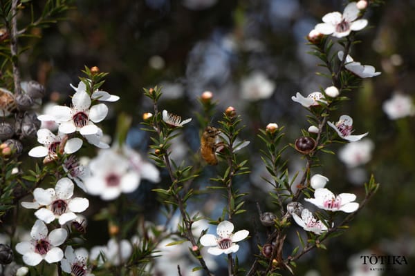 Honey bee mid-flight among white mānuka blossoms with dark red centres on a Tōtika Health hive site, Bay of Islands, Northland New Zealand